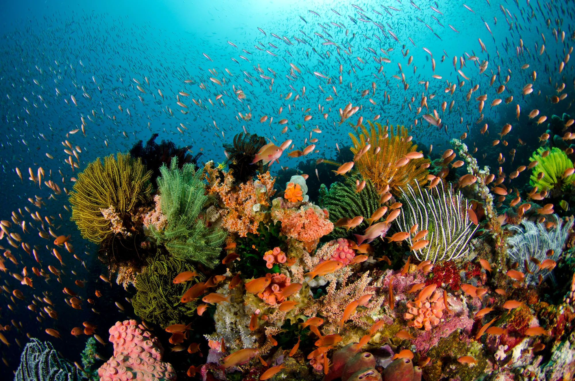 Master the Art of Underwater Imagery